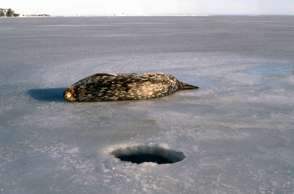 Weddell Seal Adaptations